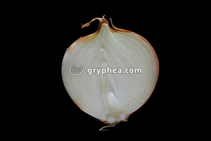 Oignon jaune (Allium cepa) - bulbe en CL - gryphea.com